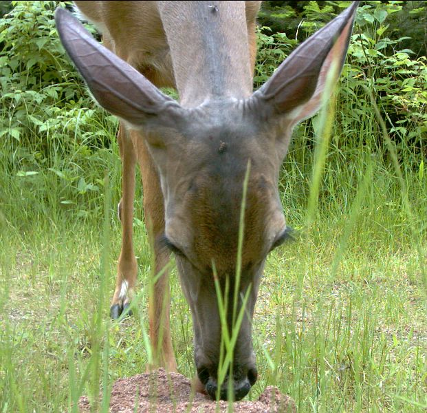 Deer_062811_1831hrs.jpg - White-tailed Deer (Odocoileus virginianus)